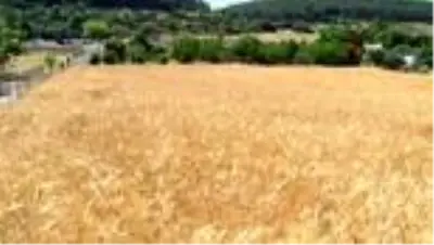Balandız'da ata tohumu sarı buğdayın ilk hasadı yapıldı
