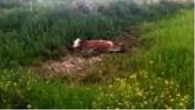 Balçığa saplanan gebe ineği itfaiye kurtardı Balçığa saplanan gebe ineği itfaiye kurtardı