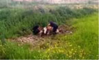 Balçığa saplanan gebe ineği itfaiye kurtardı Balçığa saplanan gebe ineği itfaiye kurtardı