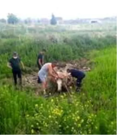 Balçığa saplanan gebe ineği itfaiye kurtardı Balçığa saplanan gebe ineği itfaiye kurtardı