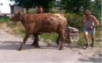 Balçığa saplanan gebe ineği itfaiye kurtardı Balçığa saplanan gebe ineği itfaiye kurtardı