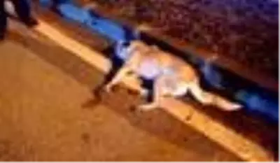 Belediye ekipleri yaralı köpek için seferber oldu