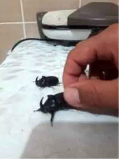 Bingöl'de gergedan böceği görüldü