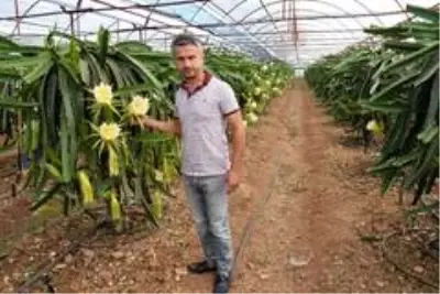 1,5 dönümlük tarlasında ejder meyvesi yetiştiren çiftçi, 225 bin TL kazanacak 1,5 dönümlük tarlasında ejder meyvesi yetiştiren çiftçi, 225 bin TL kazanacak