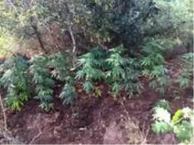 Gelibolu'da uyuşturucu operasyonu: 3 gözaltı Gelibolu'da uyuşturucu operasyonu: 3 gözaltı