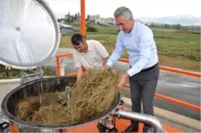Gümüşhane'de 72 bin lavanta fidesi daha toprakla buluştu