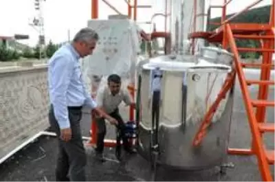 Gümüşhane'de 72 bin lavanta fidesi daha toprakla buluştu