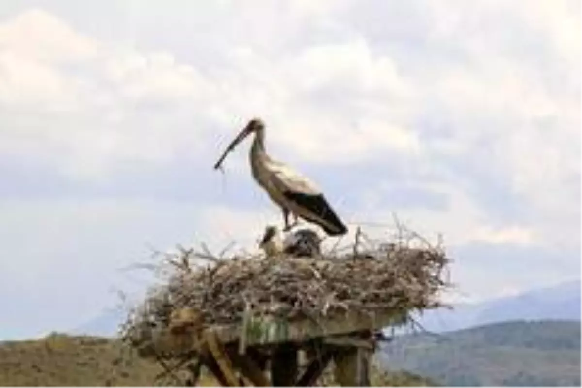 Leylekler Hürmetçi Sazlığı'na gelmeye başladı