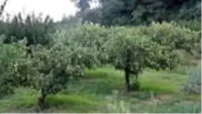 ’Limon armudu’nda bereketli hasat
