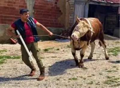 1 ton 90 kiloluk 'Çoşkun' otomobil fiyatına alıcısını bekliyor 1 ton 90 kiloluk 'Çoşkun' otomobil fiyatına alıcısını bekliyor