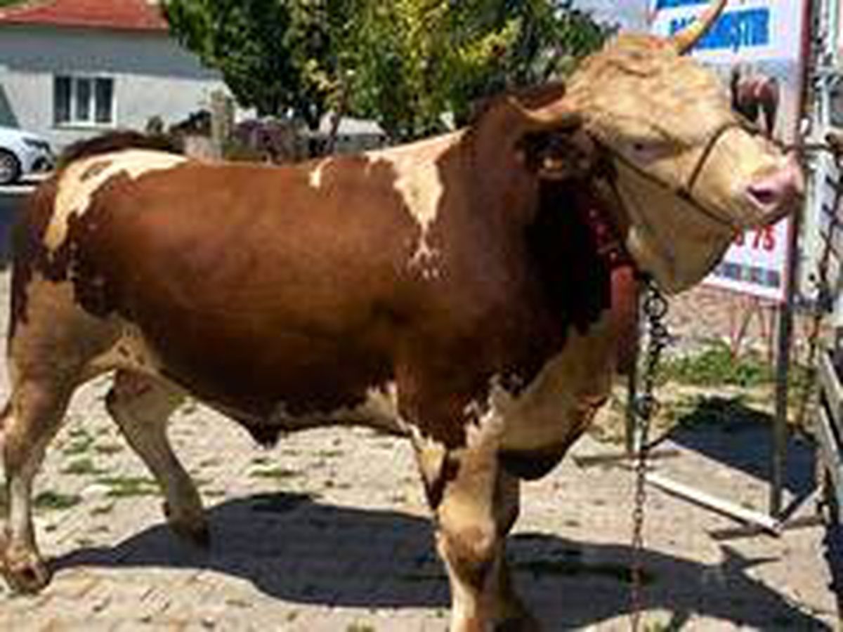1 ton 90 kiloluk 'Çoşkun' otomobil fiyatına alıcısını bekliyor