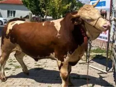 1 ton 90 kiloluk 'Çoşkun' otomobil fiyatına alıcısını bekliyor 1 ton 90 kiloluk 'Çoşkun' otomobil fiyatına alıcısını bekliyor