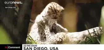 Euronews: San Diego Hayvanat Bahçesindeki Amur Leoparı yavruları dış dünyaya merhaba dedi Euronews: San Diego Hayvanat Bahçesindeki Amur Leoparı yavruları dış dünyaya merhaba dedi