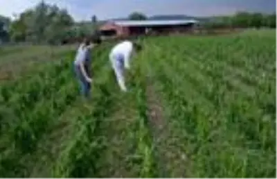 Savaştepe'de dolu zararını tespit çalışması başlatıldı