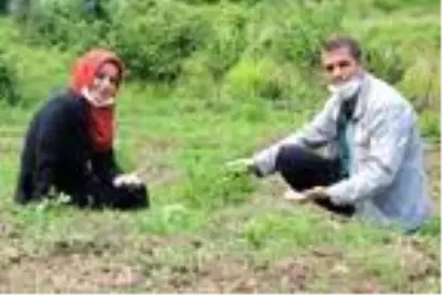 Tavan arasında bulduğu ata tohumlarını çoğaltan çiftçi talebe yetişemiyor Tavan arasında bulduğu ata tohumlarını çoğaltan çiftçi talebe yetişemiyor