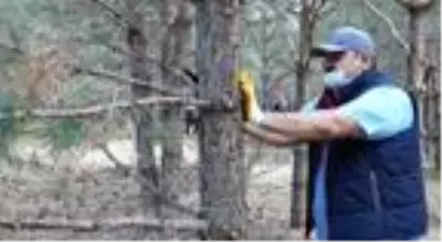 Testere ve baltalarla ormanda kuruyan dalları kesip, temizlik yaptılar Testere ve baltalarla ormanda kuruyan dalları kesip, temizlik yaptılar