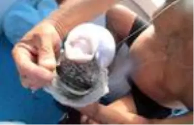 Vahşi balık türleri Akdeniz'in karakterini değiştirdi