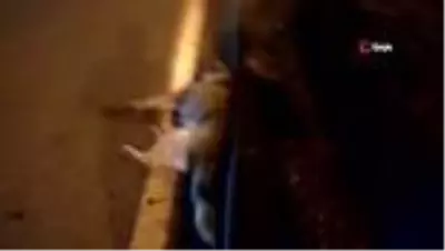 Yaralı köpek için seferber oldular