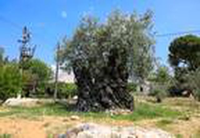 Asırlık zeytin ağaçlarının meyvesi, açık artırmayla satılacak