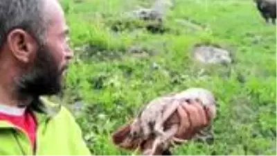 Erzurumlu çoban, yaralı keklik için 5 kilometre yürüdü Erzurumlu çoban, yaralı keklik için 5 kilometre yürüdü