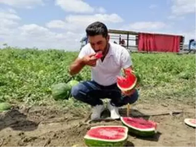 Tarlada 1 liradan satılan karpuz üreticinin yüzünü güldürdü Tarlada 1 liradan satılan karpuz üreticinin yüzünü güldürdü