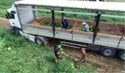 Tarlada 1 liradan satılan karpuz üreticinin yüzünü güldürdü Tarlada 1 liradan satılan karpuz üreticinin yüzünü güldürdü