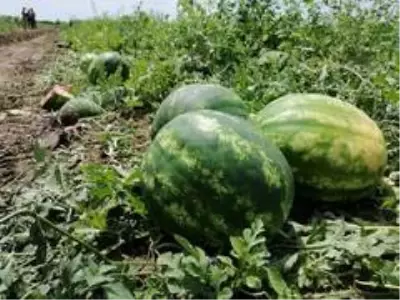 Tarlada 1 liradan satılan karpuz üreticinin yüzünü güldürdü Tarlada 1 liradan satılan karpuz üreticinin yüzünü güldürdü