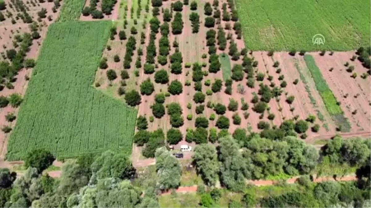 Gölpazarı kirazında kalite ve verim üreticisinin yüzünü güldürdü Haber