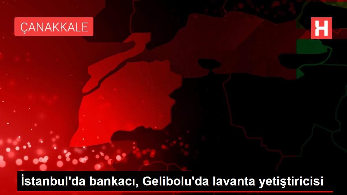 İstanbul'da bankacı, Gelibolu'da lavanta yetiştiricisi