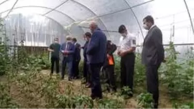 Kastamonu'da doludan zarar gören yerlerde inceleme başlatıldı Kastamonu'da doludan zarar gören yerlerde inceleme başlatıldı