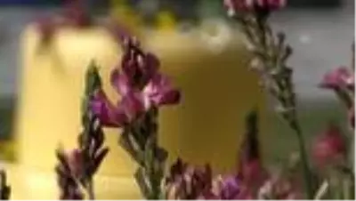 Rengini doğadan alan eski Kars kaşarı lezzetiyle damaklarda iz bırakıyor Rengini doğadan alan eski Kars kaşarı lezzetiyle damaklarda iz bırakıyor