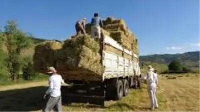 Yarış atlarının otları Muş'tan