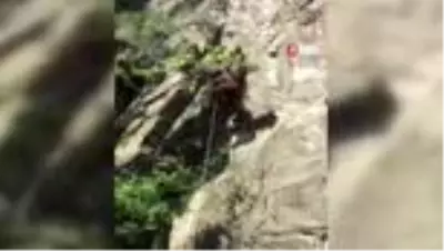 Yavru ayı telleri tırmanarak kaçtı Yavru ayı telleri tırmanarak kaçtı