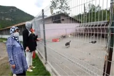 AK Partili kadınlardan 'Bir Kap Su, Bir Kap Mama' kampanyası AK Partili kadınlardan 'Bir Kap Su, Bir Kap Mama' kampanyası