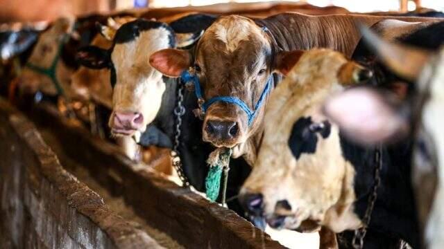 Bilim Kurulu üyesi Yamanel'den 'hisseli kurban kesimi' uyarısı Bilim Kurulu üyesi Yamanel'den 'hisseli kurban kesimi' uyarısı