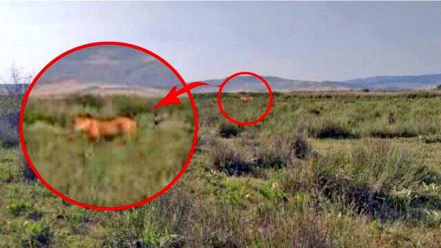 Kenti karıştıran tartışmaya Çorum Valisi de katıldı: Aslan emaresine rastlamadık