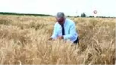Konya Gıda ve Tarım Üniversitesinin geliştirdiği milli tohumlar toprakla buluşacak Konya Gıda ve Tarım Üniversitesinin geliştirdiği milli tohumlar toprakla buluşacak