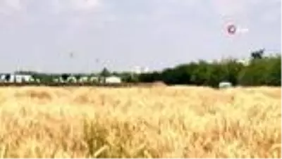 Konya Gıda ve Tarım Üniversitesinin geliştirdiği milli tohumlar toprakla buluşacak Konya Gıda ve Tarım Üniversitesinin geliştirdiği milli tohumlar toprakla buluşacak