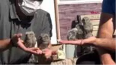 Şırnak'ta yaralı ve bitkin bulunan kuşlar tedaviye alındı Şırnak'ta yaralı ve bitkin bulunan kuşlar tedaviye alındı