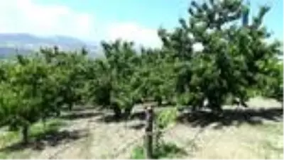 Tokat kirazının satıldığı ülke sayısı artıyor