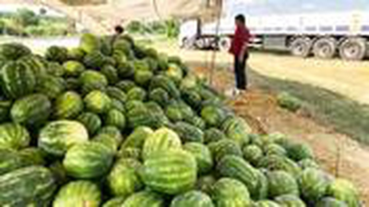 Alıcı ve satıcı tartıştı, nakliyeci 23 ton karpuzla ortada kaldı