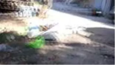 Bodrum'da akıl almaz olay...Domuza tuzak kurup ölüme terk ettiler Bodrum'da akıl almaz olay...Domuza tuzak kurup ölüme terk ettiler