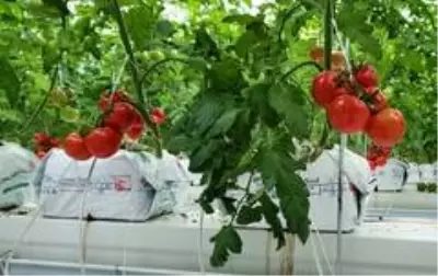 Bozkır topraklar, seracılıkla hayat buluyor Bozkır topraklar, seracılıkla hayat buluyor