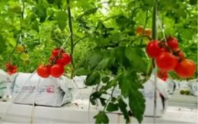 Bozkır topraklar, seracılıkla hayat buluyor Bozkır topraklar, seracılıkla hayat buluyor
