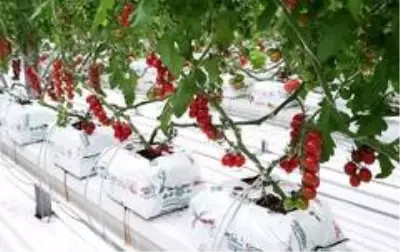 Bozkır topraklar, seracılıkla hayat buluyor Bozkır topraklar, seracılıkla hayat buluyor