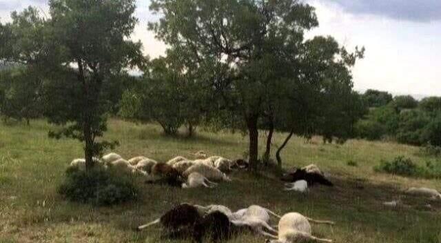 Cumhurbaşkanı Erdoğan'dan koyunları telef olan Ali Amca'ya koyun müjdesi Cumhurbaşkanı Erdoğan'dan koyunları telef olan Ali Amca'ya koyun müjdesi