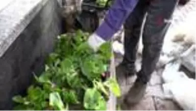 Esenyurt'ta selde zarar gören çiçeklerin yerine yenisi dikildi