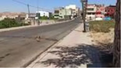 Gercüş'te halk pazarı korona virüs tedbirleri kapsamında kurulmadı