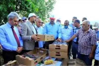 Harput kirazı hasattan sonra el değmeden müşteriye gidecek Harput kirazı hasattan sonra el değmeden müşteriye gidecek