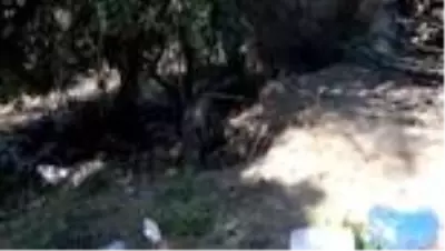 Kapana yakalanan yaban domuzu kurtarıldı Kapana yakalanan yaban domuzu kurtarıldı
